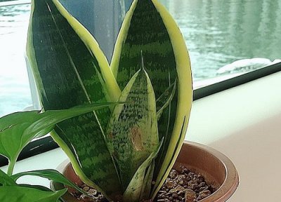 虎皮兰是否怕冻 虎皮兰冬天怎么养护