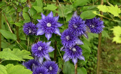 铁线莲立枯病怎么办 铁线莲立枯病的症状原因及防治方法