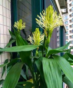 富贵竹开花吗 富贵竹开花的香味及样子图片