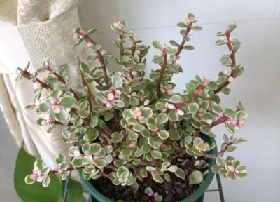 金枝玉叶什么时候开花 花期几月份