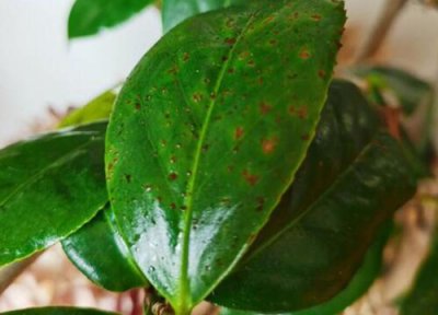 茶花叶子长黑斑怎么办 茶花叶片有黑斑点该怎么解决
