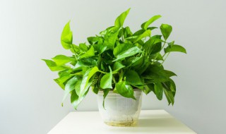 盆栽有哪些适合室内的品种 适合在室内养的盆栽品种