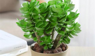 办公室摆什么植物招财 办公室适合摆什么植物