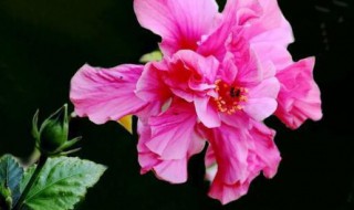 木槿花的养殖方法与繁殖技术 如何养护木槿花如何繁殖