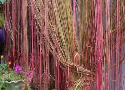 锦屏藤是否怕冻 锦屏藤冬天怎么养护