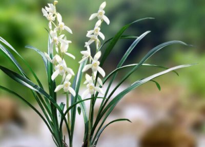 刚栽种的墨兰怎样养护呢 用什么植料养护墨兰花开不断