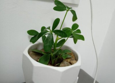 金钱树如何扦插快速生根 金钱树扦插成活后怎样移栽