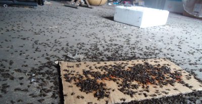 苍蝇怕什么味道 家庭驱赶苍蝇最简单实用的妙招