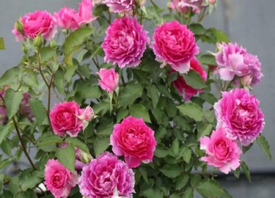 地栽月季花养殖方法和注意事项 月季刚种下去注意管理