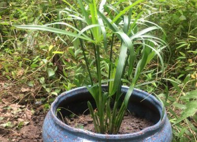 铜钱草叶子发黄 旱伞草叶子干枯怎么办