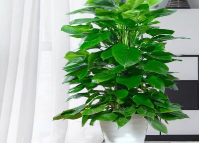 绿萝怎么养大叶子 大叶绿萝怎么养护疯长