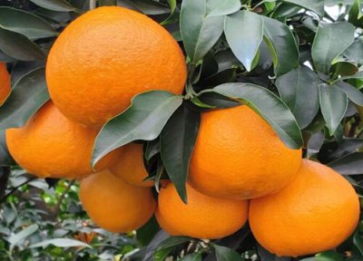 橙子是热带水果吗 橙子属于热带水果吗