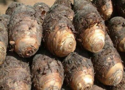 荔浦芋头产地 荔浦芋头什么时候成熟