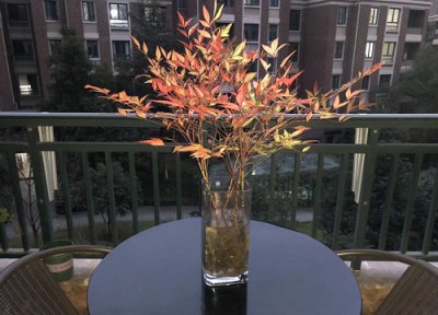 南天竹耐寒吗 南天竹耐寒最低温度及过冬养护妙招