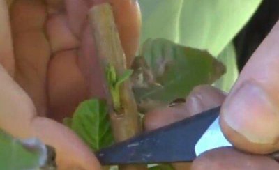 石榴嫁接有几种接法图解教程 石榴树什么时候嫁接最好