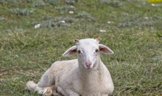 新手养殖羔羊注意什么 新手养殖羔羊应该注意什么