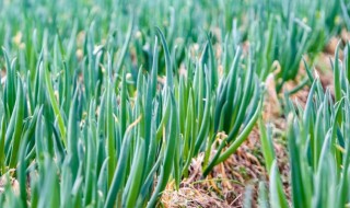春分能不能种小葱 春分能种小葱吗