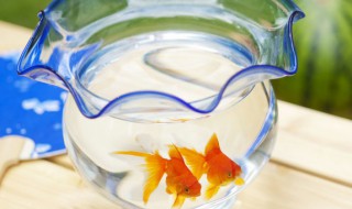 客厅适合摆放什么摆件 客厅适合摆放的物件介绍