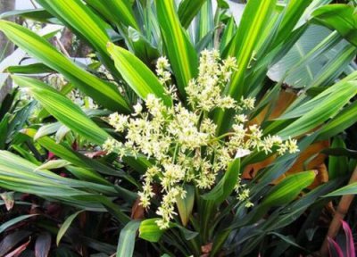 也门铁开花吗 开花的样子 图片