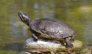 什么属相的人不宜养乌龟 不宜养乌龟的属相有哪些