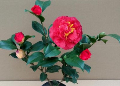 克瑞墨茶花耐寒吗 克瑞墨茶花冬天怎么养护