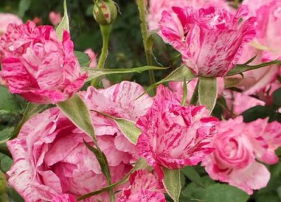雪花肥牛月季是藤本还是灌木 雪花肥牛月季属于藤本还是灌木
