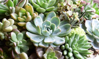 冬天室内养多肉怎么养好 多肉在冬天要怎么养