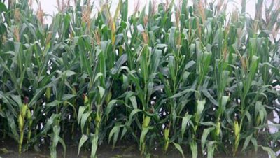 玉米水淹后能活过来吗 玉米地被水淹有水涝后怎么冶