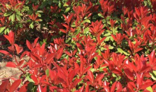 红叶石楠小什么时候扦插 红叶石楠的扦插方法