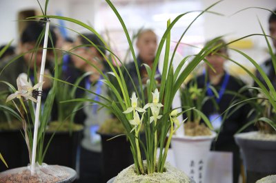 什么品种兰花最受欢迎卖得最好 市面上什么兰花好养又香