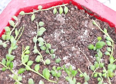 佛珠吊兰如何扦插养护 佛珠吊兰扦插什么时候能发根