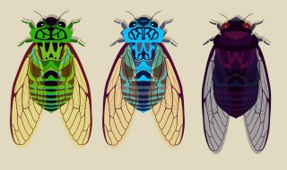 金蝉营养价值高吗 金蝉营养价值是不是很高
