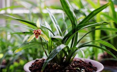 兰花夏季气温高如何管理养护 盆栽兰花夏天养殖方法