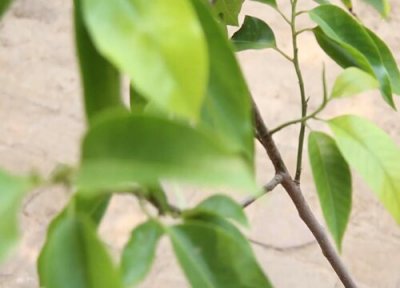 白兰花剪枝能插活吗 白兰花剪枝可以插活吗