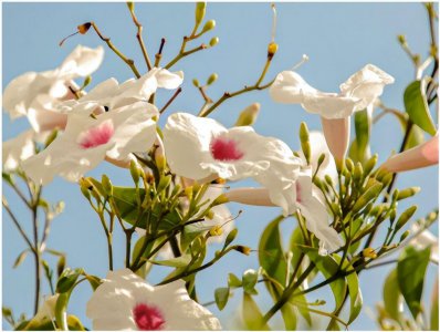 12星座谁最怕白羊座 能被白羊座降服的两个星座