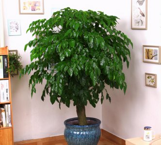 室内幸福树为什么掉叶子怎么办 掉叶子的原因以及解决方法