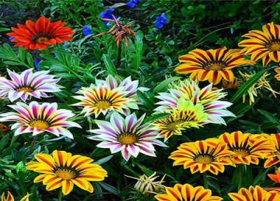 勋章菊花期时间 勋章菊花期是什么时候