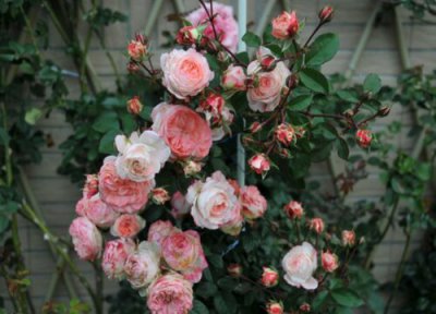 扦插月季想要成活率高要怎么处理 月季什么时候扦插最好活 怎么扦插成活率高