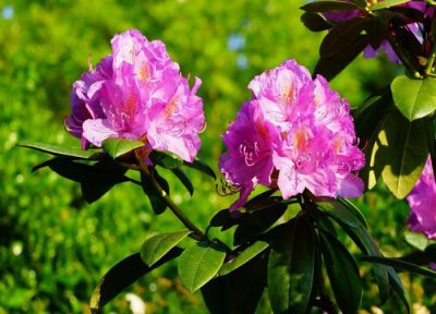 杜鹃开花后需要修剪吗 杜鹃如何修剪来年开花更美