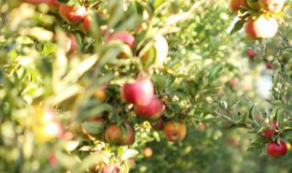 盆栽苹果冬天怎么保存 盆栽的苹果树冬天怎么保养