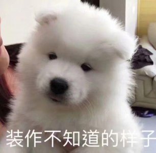 狗狗养不熟的表现 一只狗没养熟往往会有这些表现