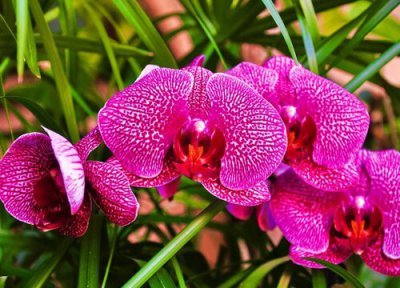 夏天如何养殖兰花年底开花就稳了 夏季栽兰花怎样做才能提高兰花成活率