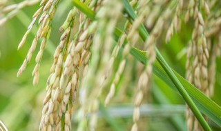 水稻和小麦都是大米吗 水稻和小麦的区别是什么