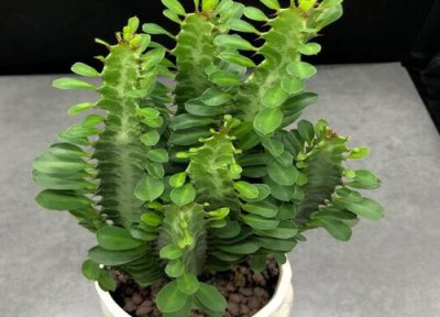 怎么养龙骨才能开花 如何养龙骨长势更快还能开花