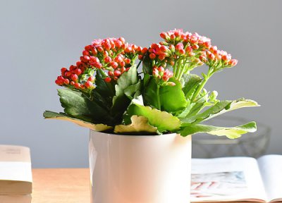 长寿花用有机肥料好不好 长寿花花肥用什么样的长得好