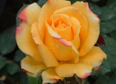 大花月季花期时间 大花月季花期是什么时候