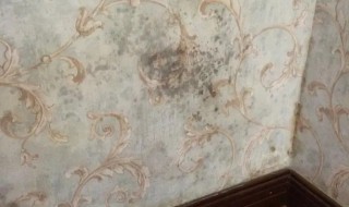 家里墙壁发霉怎么根除 墙壁发霉最佳处理方法