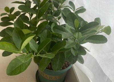 柠檬树价格 柠檬树多少钱一盆