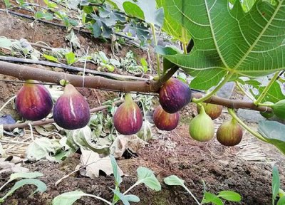 无花果什么时候剪枝最好 无花果剪枝时间及季节月份