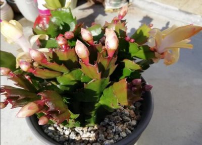 蟹爪兰开花施什么肥料 如何给蟹爪兰施肥花团锦簇